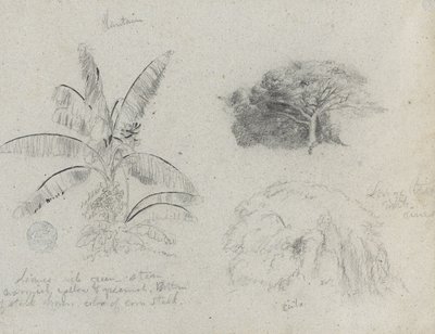 Botanical Sketches, South America by Frederic Edwin Church